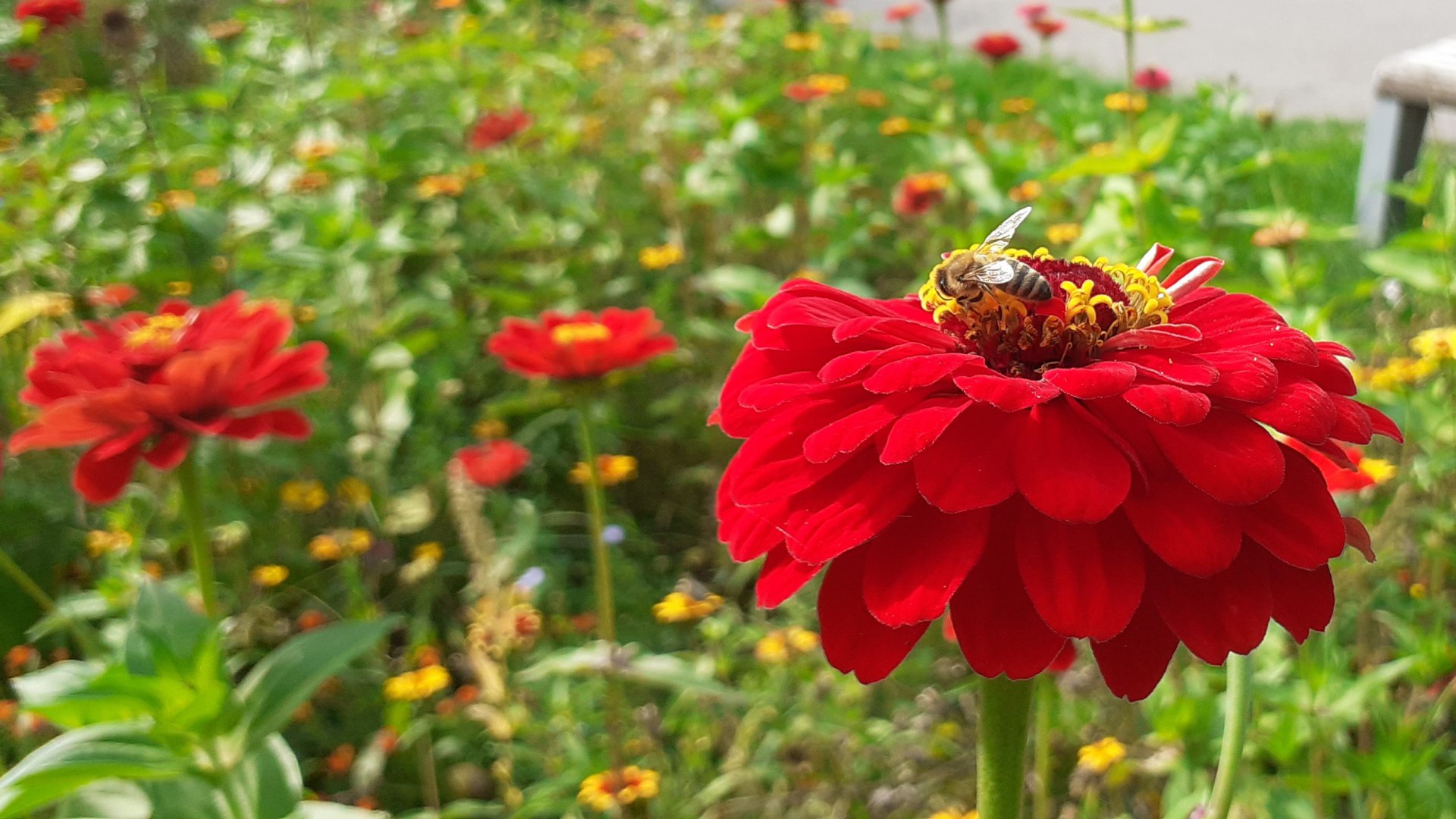 KRASOHLED – Kvetnatá lúka s letničkami