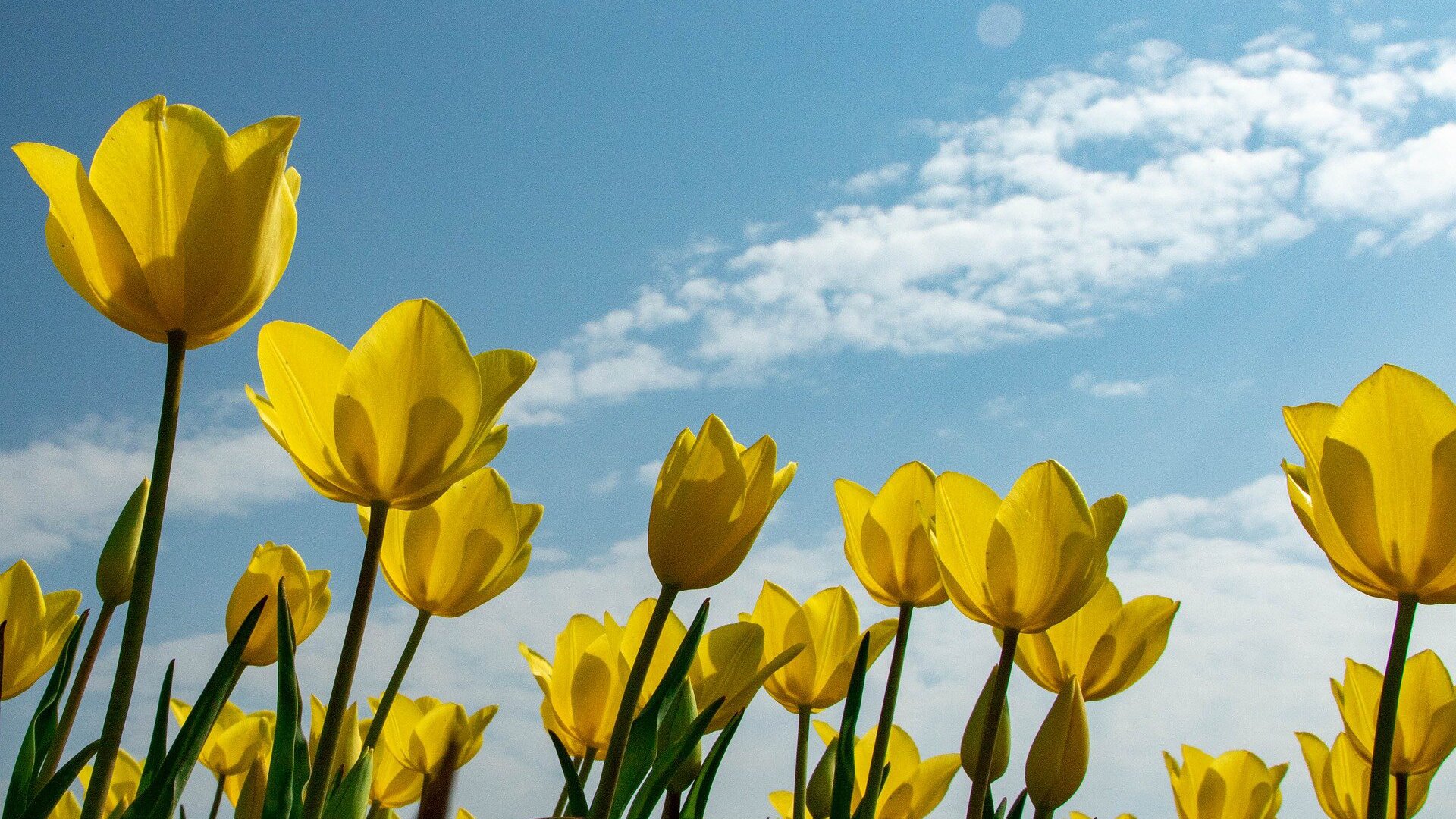 Tulipán lesný (Tulipa sylvestris)