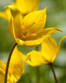 Tulipán lesný (Tulipa sylvestris) - Cibuloviny pro kombinaci s osivy Agrostis Trávníky