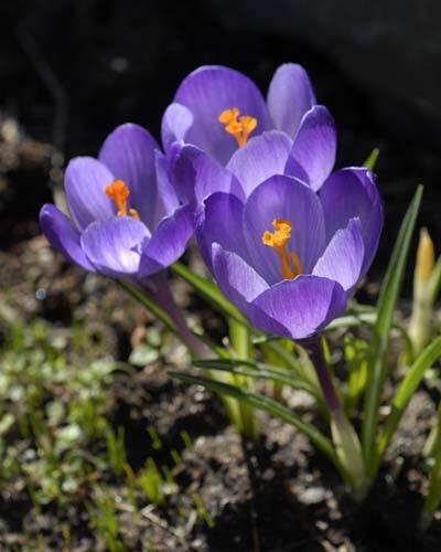 Šafrán Tommasiniho (Crocus tommasinianus) - Cibuloviny pro kombinaci s osivy Agrostis Trávníky