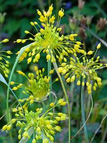 Cesnak žltý (Allium flavum) - Cibuloviny pro kombinaci s osivy Agrostis Trávníky