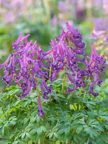 Dymnivka dutá (Corydalis cava) - Cibuloviny pro kombinaci s osivy Agrostis Trávníky